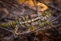 029 Spiny Forest, gehoornde neuskameleon